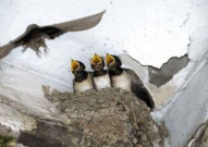 娱乐吃瓜009老燕子,揭秘老燕子背后的故事与传奇