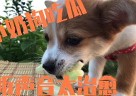 娱乐吃瓜酱小狗被卖,背后的故事与反思